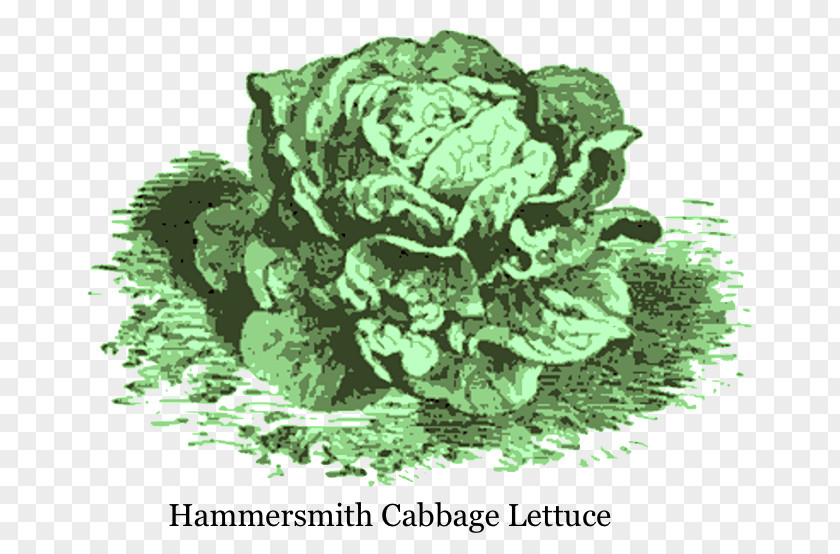 Green Cabbage Lettuce Spring Greens Leaf Vegetable Ingredient 16th Century PNG