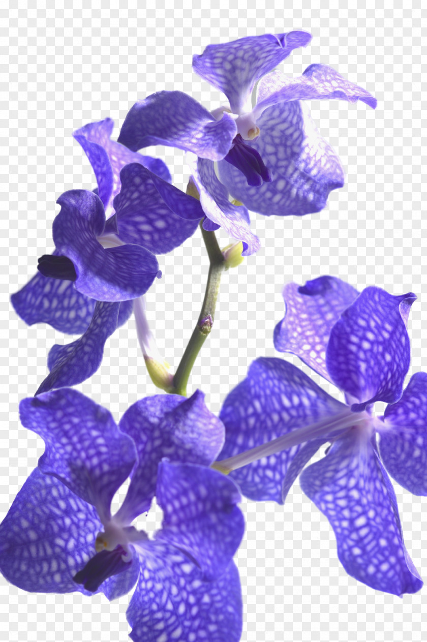 Orchids Monochromatic Color Paper Palette Gamut PNG