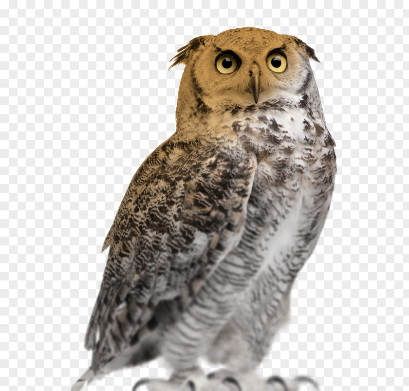 Owl Great Horned Eurasian Eagle-owl Stock Photography Snowy PNG