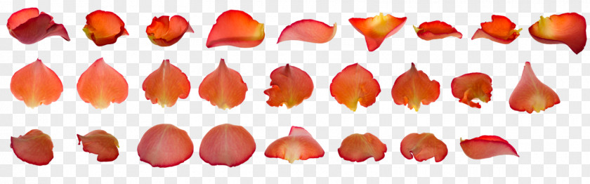 Flower Petals Lipstick Finger Nail Petal PNG