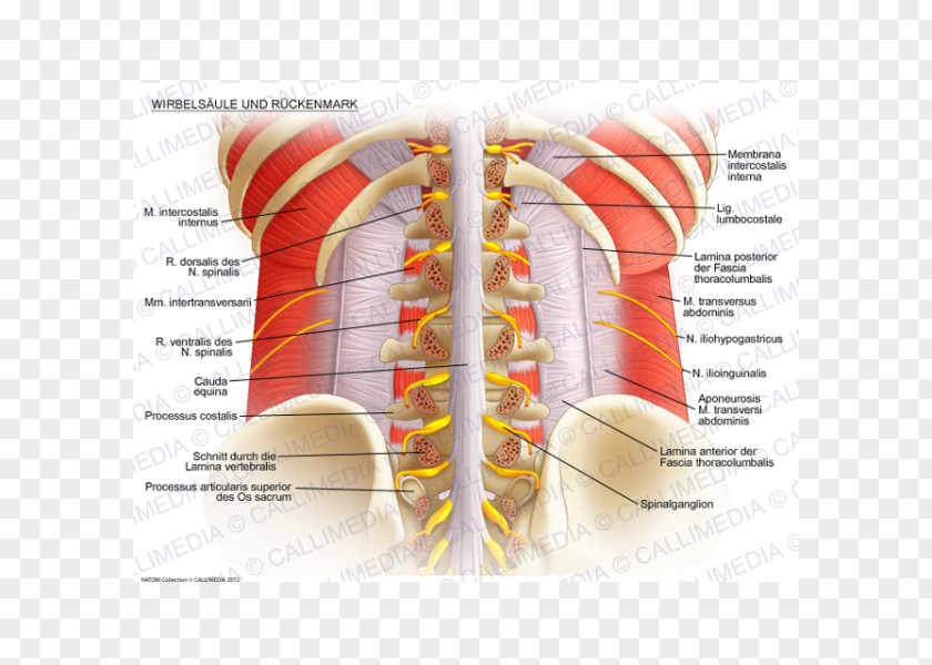 Vertebral Column Spinal Cord Lumbar Vertebrae Anatomy Rachis PNG