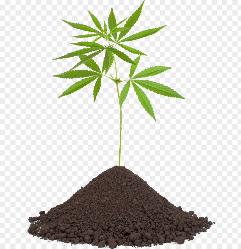 Cannabis Medical Tetrahydrocannabinol Sativa Cannabidiol PNG