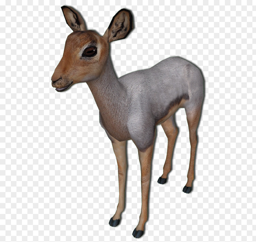Deer White-tailed Antelope Beira Impala Musk PNG