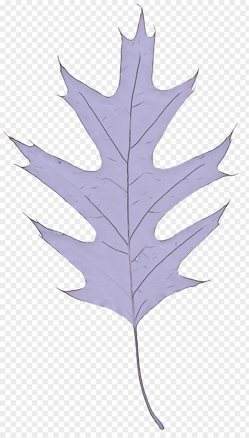 Flower Flowering Plant Maple Leaf PNG