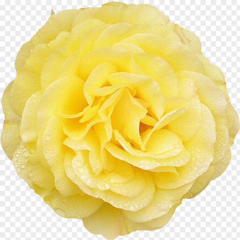 Yellow Rose Centifolia Roses Rosaceae Cut Flowers Garden PNG