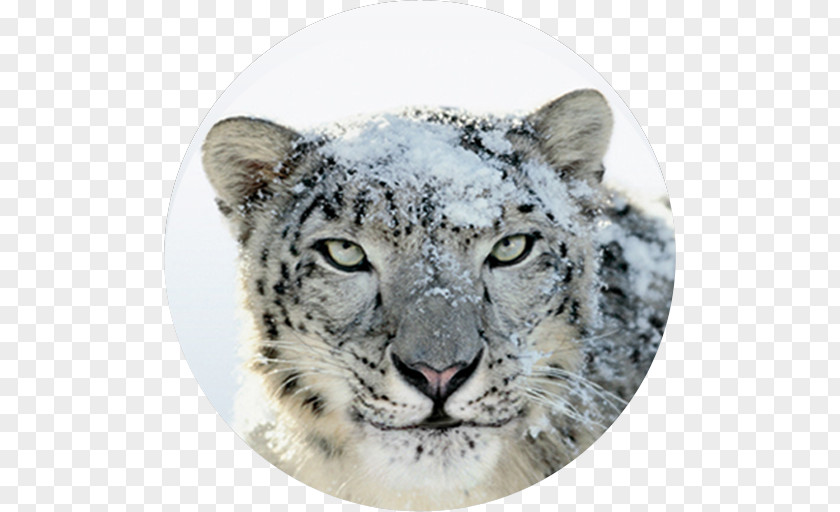 Apple Mac OS X Snow Leopard MacOS Lion PNG