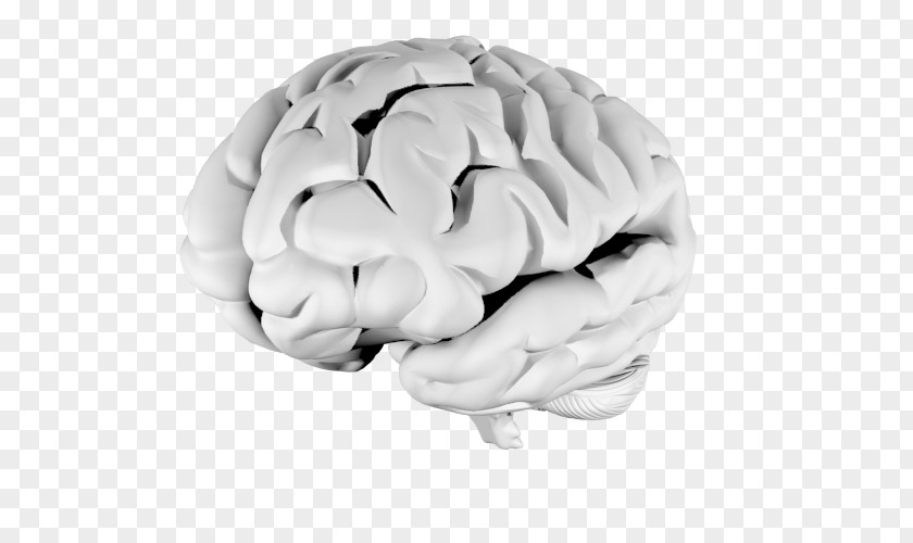 Brain PNG