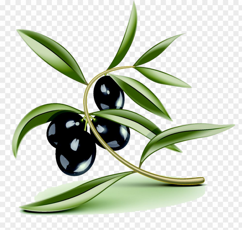 Cartoon Olive Pictures Oil Stock Photography Illustration PNG