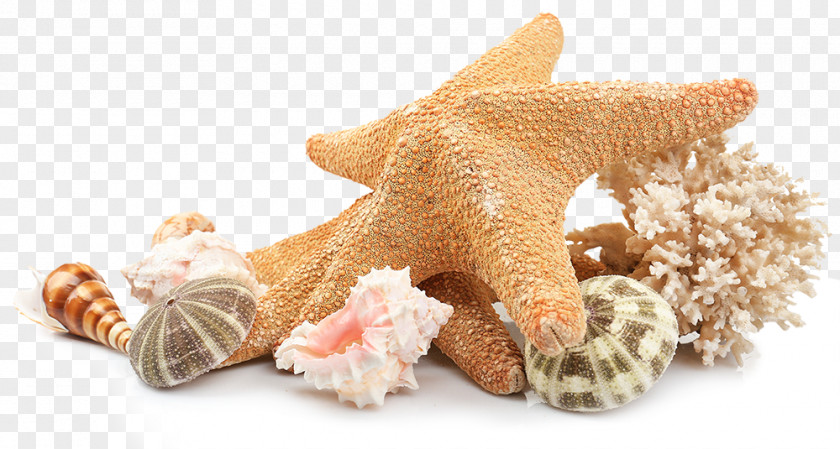 Cute Seashell Clipart Shell Beach Image PNG