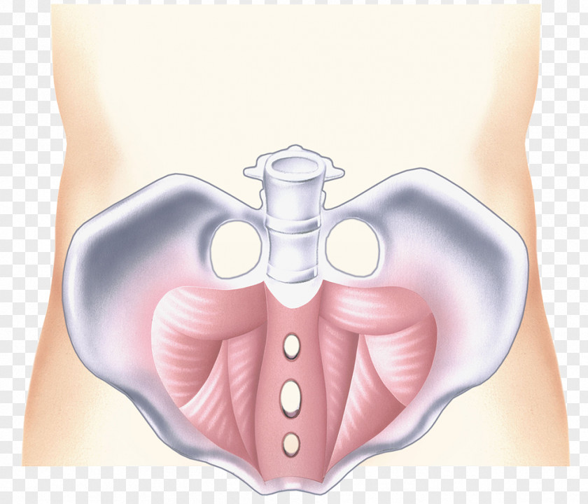 Pelvic Model Illustration Pelvis Hip Coccyx Joint PNG