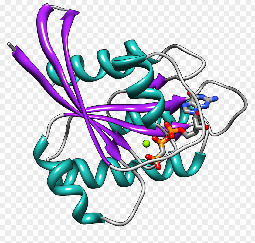 Ras Subfamily Small GTPase HRAS Protein Family PNG