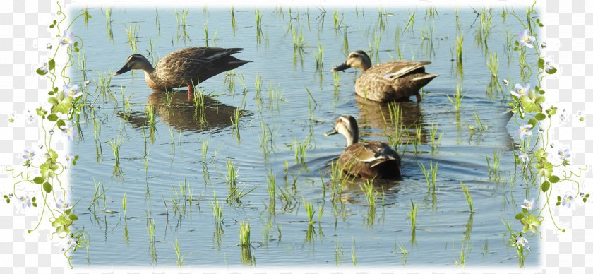 Rice Paddy Mallard Duck Water Pond Beak PNG