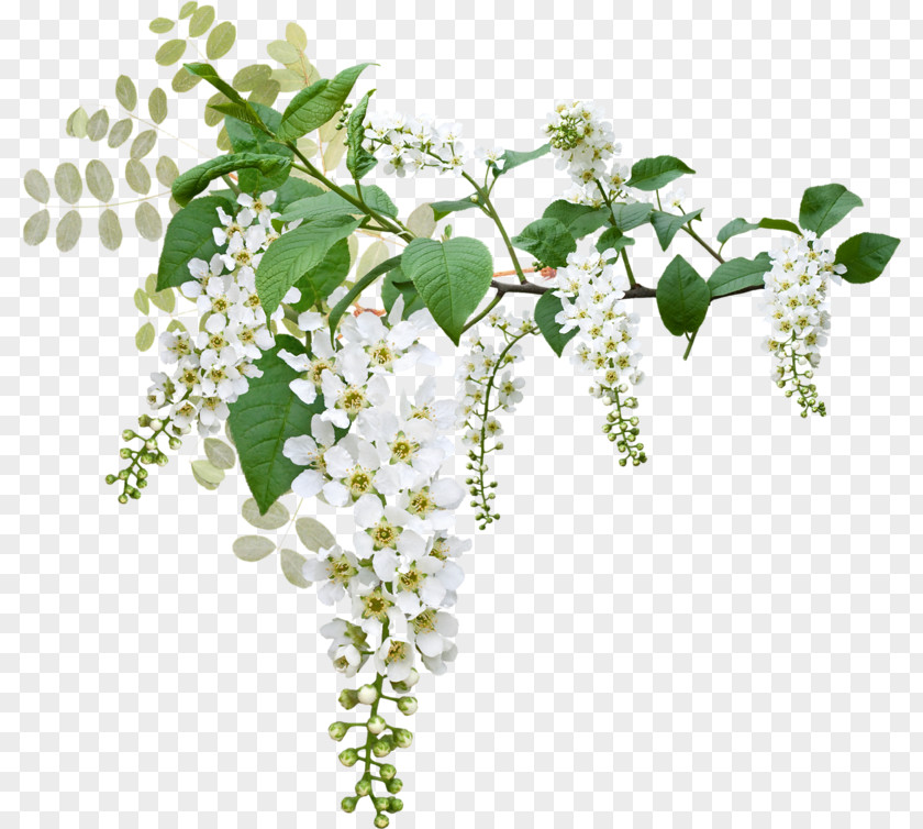 White Flowers PNG flowers clipart PNG