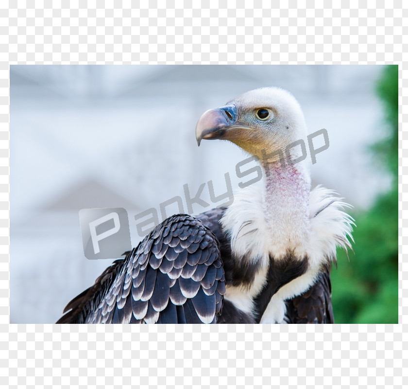 Bald Eagle Griffon Vulture Beak PNG