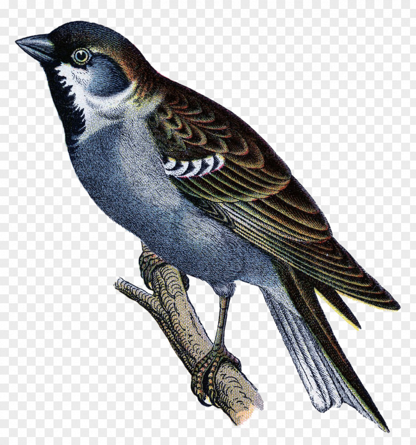 Brown Bird Illustration Clip Art Image Graphics PNG