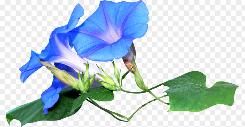 Flower Morning Glory PNG