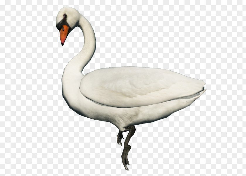 Goose Bird Duck Whooper Swan Clip Art PNG