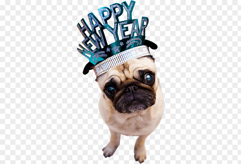 Happy New Year Dog PNG Dog, fawn pug with Hear hat illustration clipart PNG
