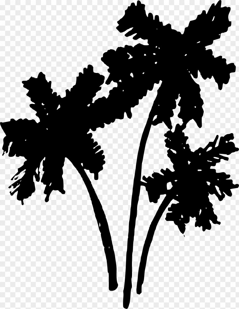 Palm Trees Tree Arecaceae Drawing Clip Art PNG