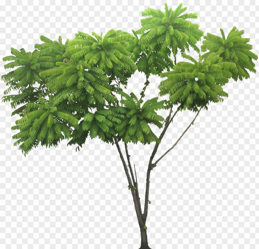 Tree Bilimbi Tropics Plant PNG