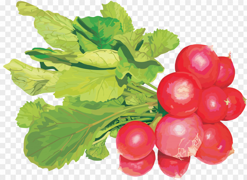 Vegetable Garden Radish Clip Art Image PNG