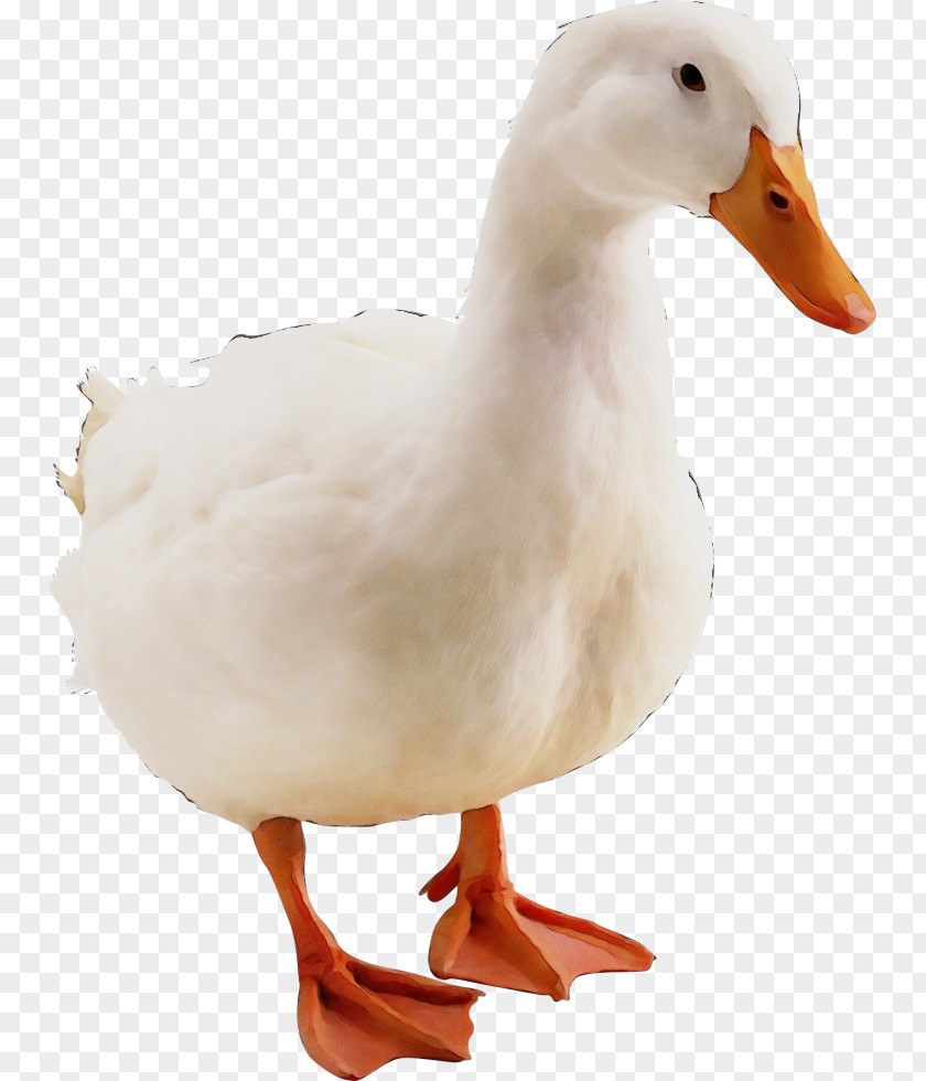 Bird Duck Goose Water Beak PNG