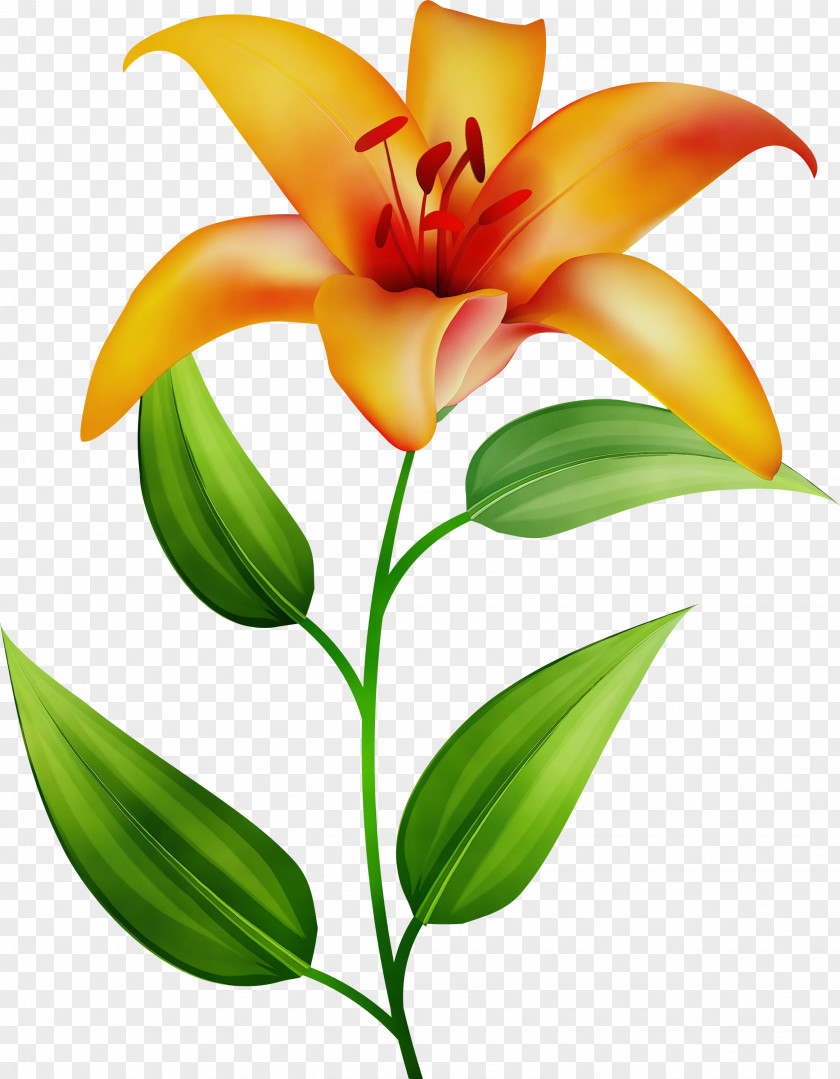 Daylily Orange PNG