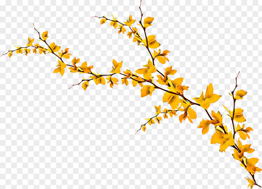 Goldenrod Plant Stem Branch Twig Yellow Flower PNG