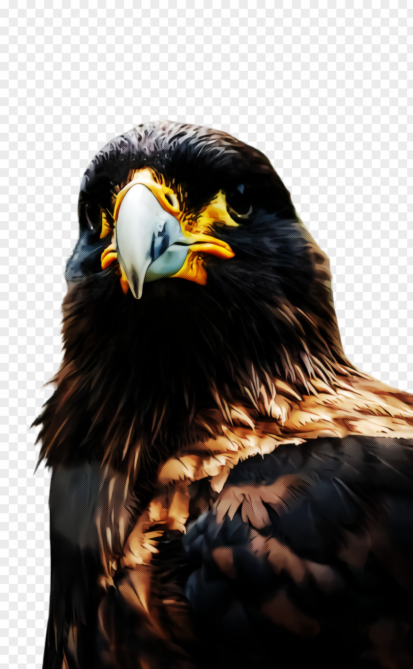 Hawk Falconiformes Bird Eagle Beak Of Prey Golden PNG