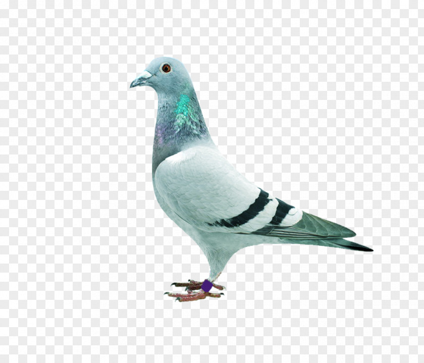 Pigeon Homing Stock Dove Columbidae Download PNG