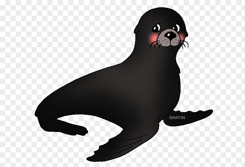 Pinniped Clip Art PNG