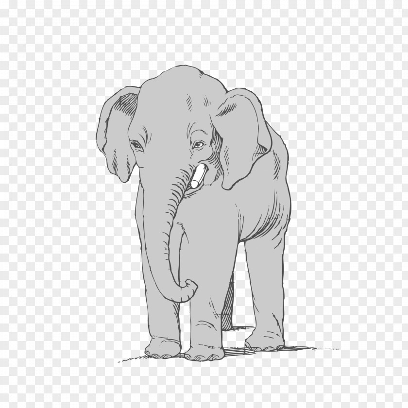 Snout Drawing Indian Elephant PNG