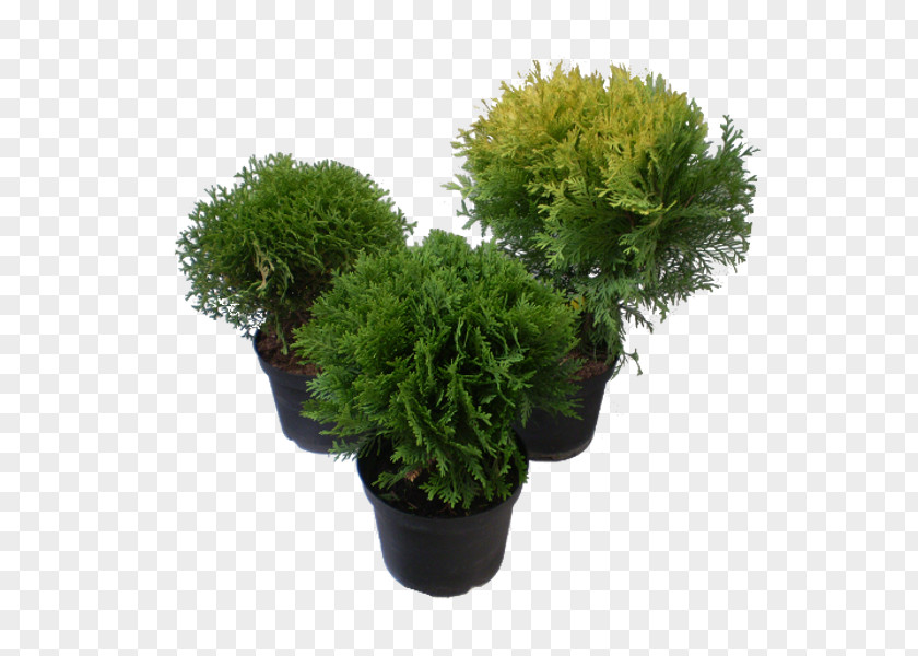 Tree Farm Evergreen Arborvitae Shrub PNG