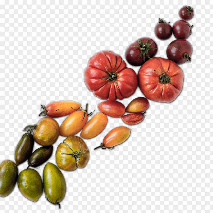 Web Design CurlyHost LLC Food Tomato PNG