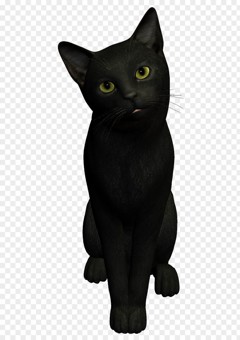 Witch Cat American Shorthair Dog Black PNG