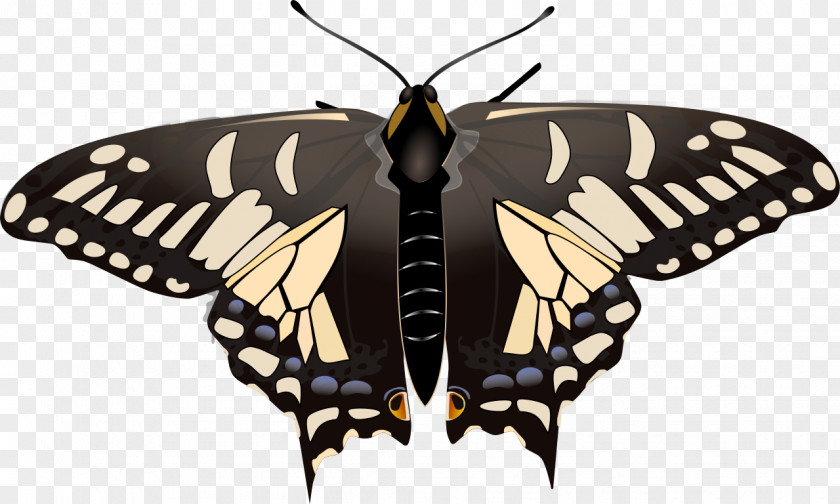 Anise Vector Swallowtail Butterfly Insect Papilio Zelicaon PNG