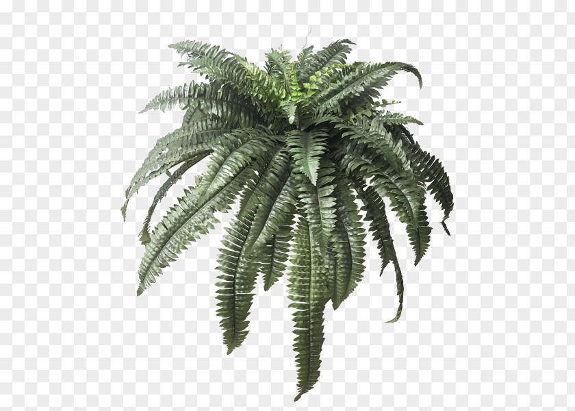 Boston Fern Maidenhair Leaf Plant Arecaceae PNG