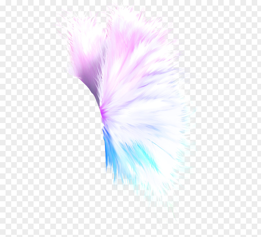 Feather Idea Pinnwand PNG