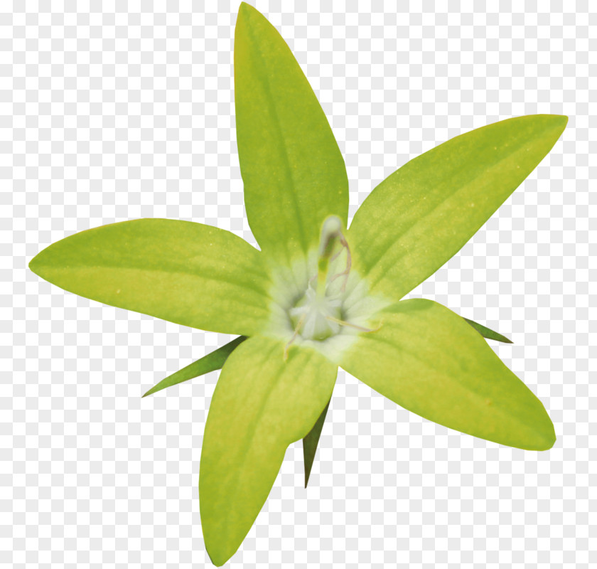 Leaf PNG