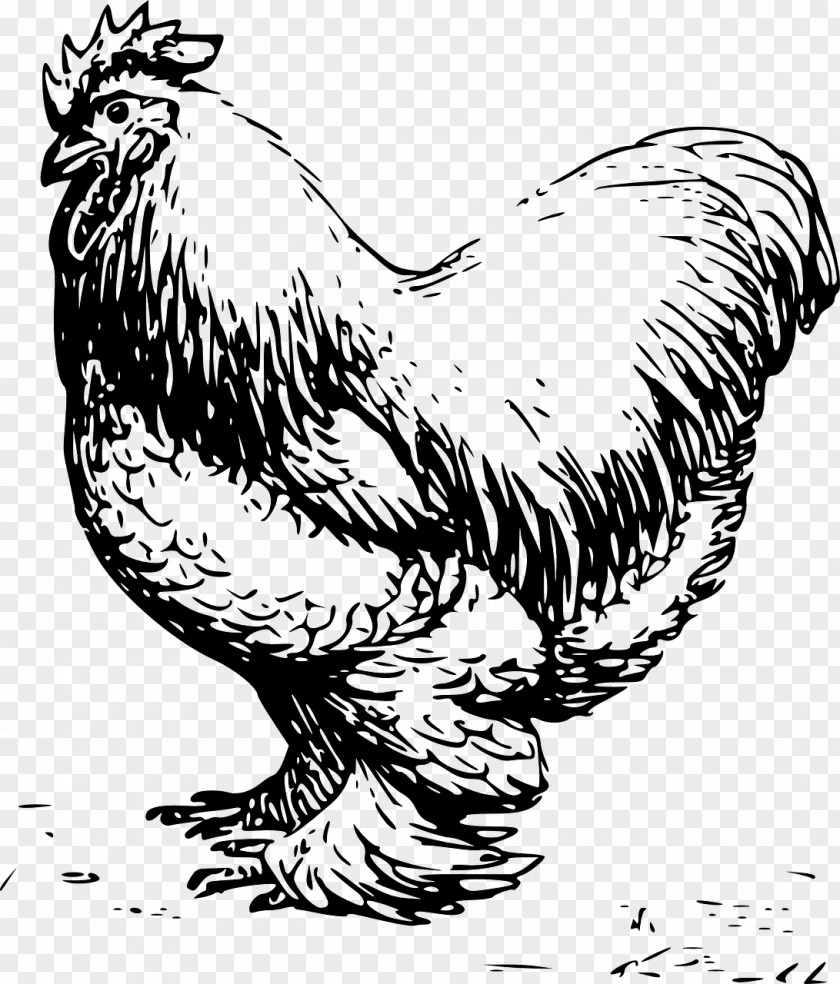 Barbque Chicken Cochin Silkie Leghorn Rooster Clip Art PNG
