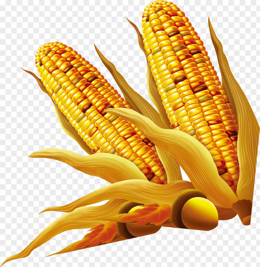 Big Corn Download Maize PNG