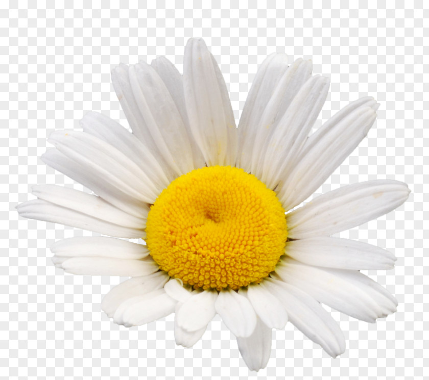 Chamomile Common Daisy Oxeye Flower Family PNG