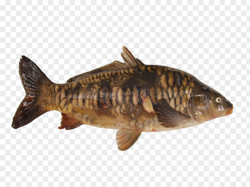 Cyprinus Carpio Oily Fish Common Carp Pond Products PNG
