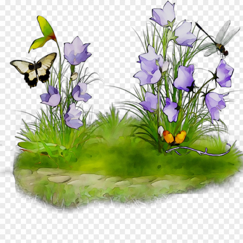 Floral Design Insect Crocus Membrane PNG