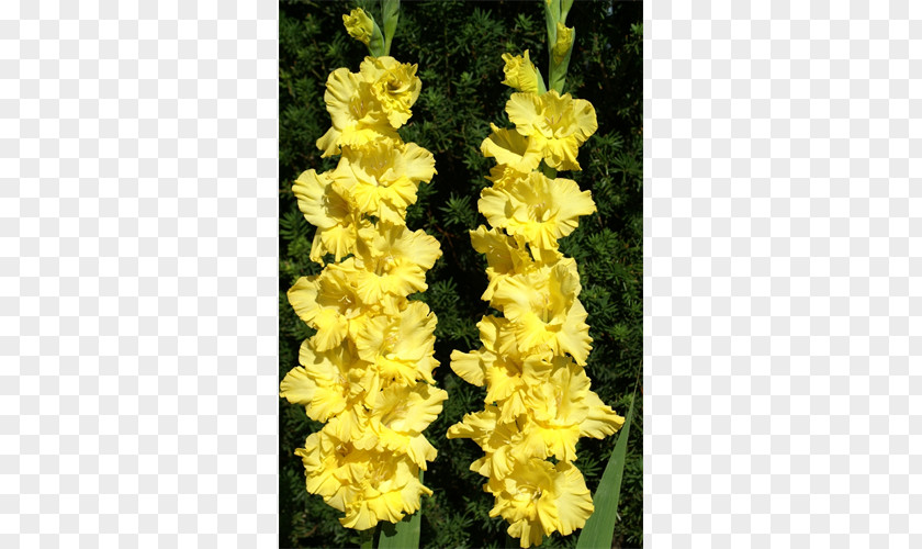 Gladiolus Plant Bulb Terra Ceia Farms Iridaceae PNG