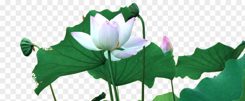 Great Green Lotus Flowering Plant Aquatic Flora Botany PNG