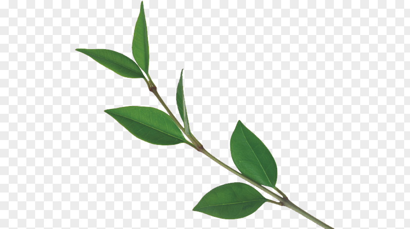 Leaves Tea Leaf Tree Plant PNG