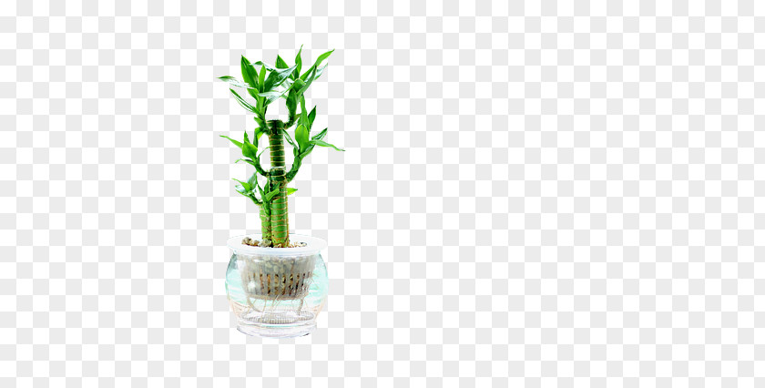 Potted Plants Lucky Bamboo Plant Stem Tropical Woody Bamboos Flowerpot PNG
