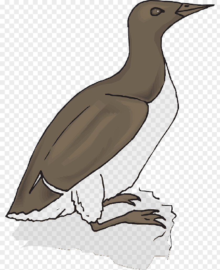 Spicies Bird Goose Duck Beak Gulls PNG