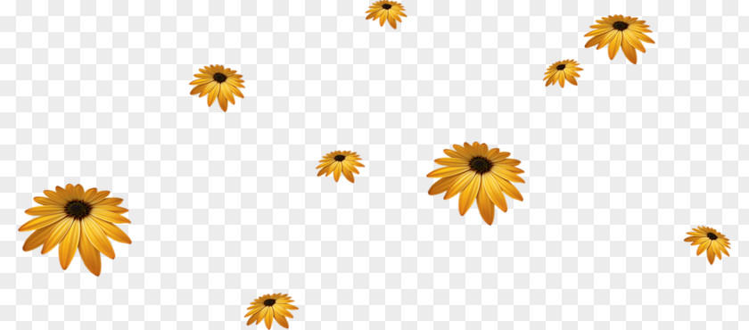 Sunflower Yellow Flowers Common PNG